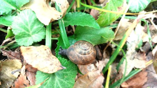 Close-up of snail on plant