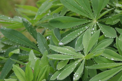 Close-up of water drops on plants