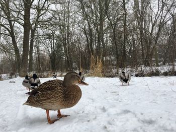 Flock of birds on snow covered field