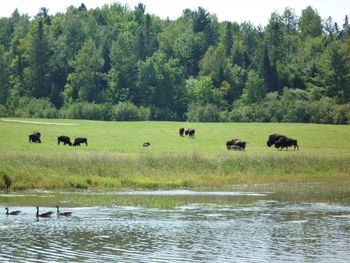 Horses in a forest