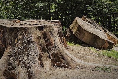 Stack of logs against trees