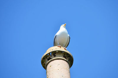 Low angle view of seagull perching on smoke stack against clear blue sky during sunny day