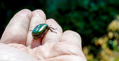 Green june beetle on palm of a hand close up photography. june beetle on palm of a hand close up