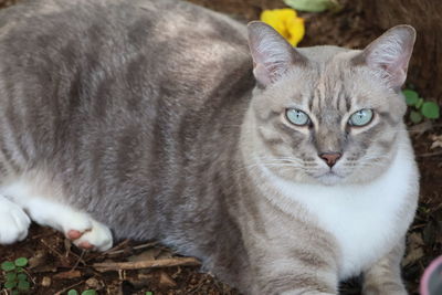 pet