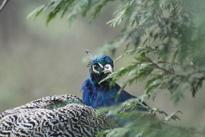 Close-up of a peacock