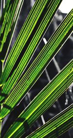 Full frame shot of palm leaf