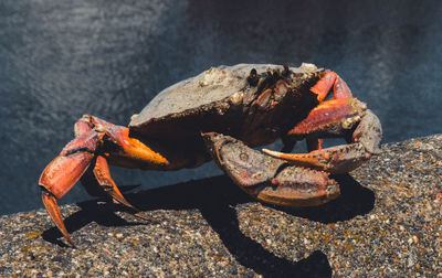 Close-up of crab