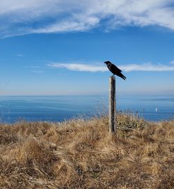 Bird on wooden post in sea