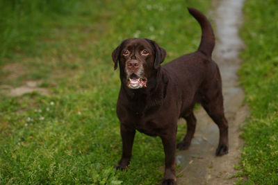 Portrait of dog standing on field