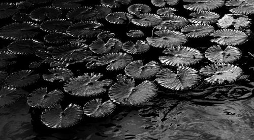 High angle view of flowering plant floating on water
