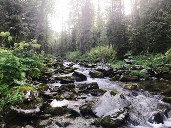 Stream flowing through rocks in forest