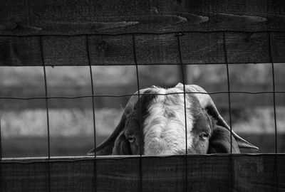 Close-up of horse