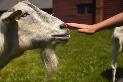 Close-up of hand caressing a goat