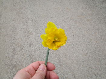 Close-up of hand holding yellow flower against wall