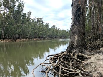 Scenic view of lake in forest against sky