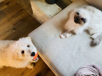 pet