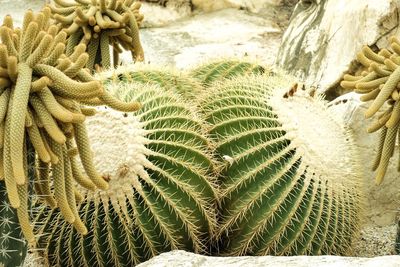 High angle view of succulent plant