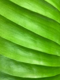 Full frame shot of palm leaf