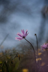 Close-up of pink flowers