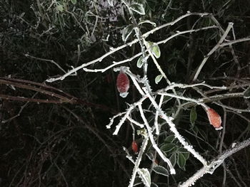 Close-up of frozen tree during winter