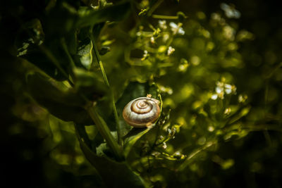 Close-up of snail on leaf