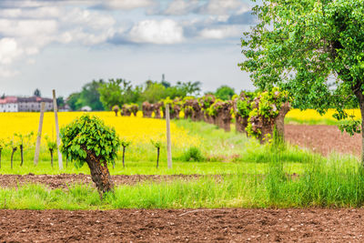 Scenic view of agricultural field against sky