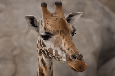 Close-up portrait of giraffe