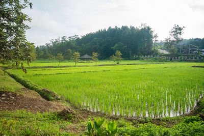 Scenic view of rice field against sky