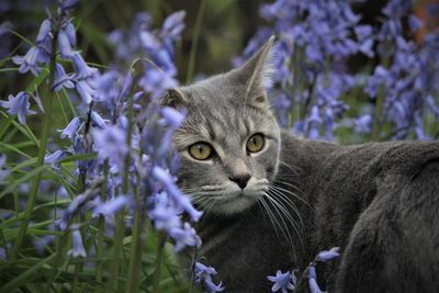 Close-up portrait of a cat