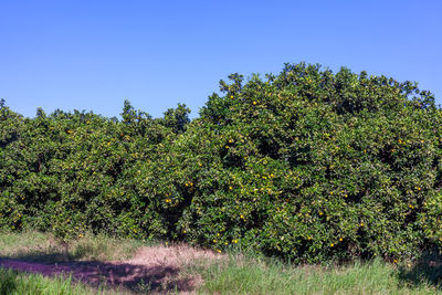 Plants growing on field against clear sky