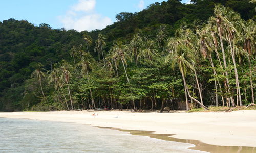 Scenic view of trees on beach against sky