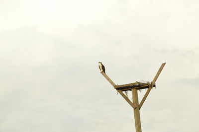Low angle view of bird on pole against sky