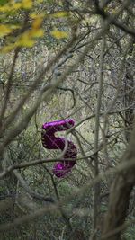 Close-up of flowers on tree