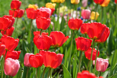 Close-up of red poppy flowers in field