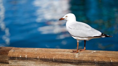 Seagull perching on railing against sea