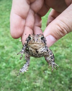 Cropped image of man holding frog against grassy field