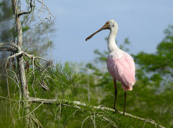 Pink spoonbill warily watching a photographer.