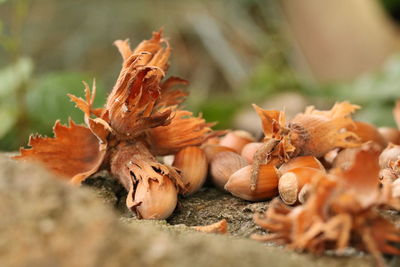Close-up of nuts and leaves on field