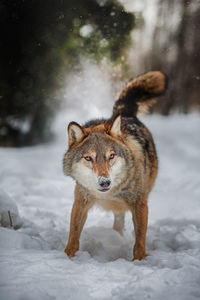 Close-up of dog on snow covered field