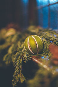 Close-up of christmas tree