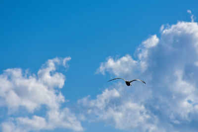 Low angle view of bird flying in sky