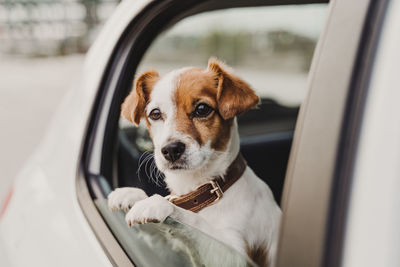 Dog in car