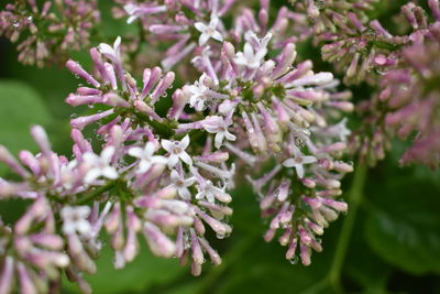 Close-up of purple flowering plant