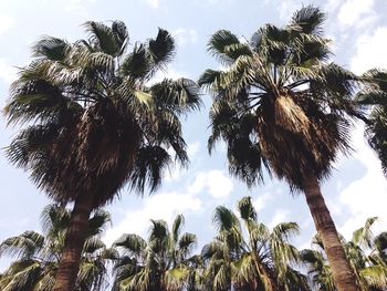 Low angle view of palm trees against sky