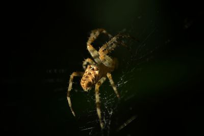 Close-up of spider