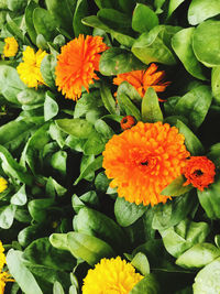 Close-up of orange marigold flowers