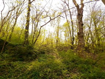 Trees growing in forest