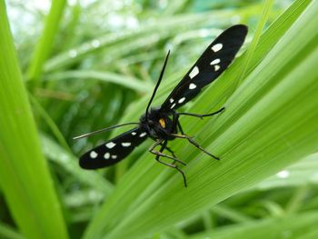 Close-up of butterfly on leaf