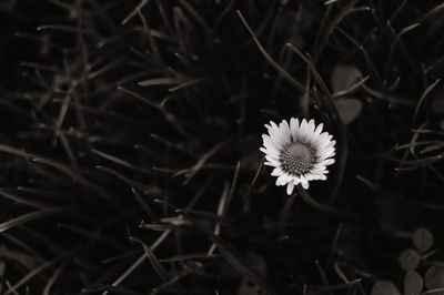 Close-up of flower blooming outdoors