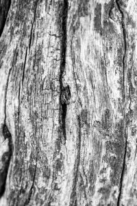 Full frame shot of tree trunk